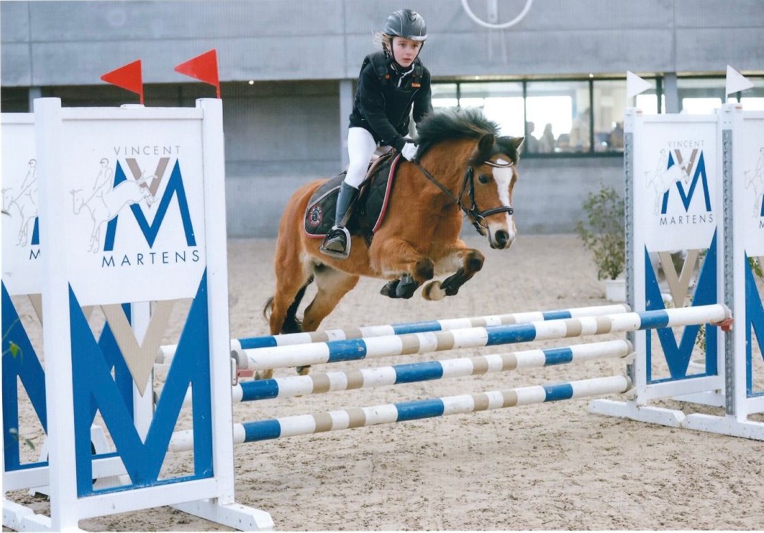 bwp allround-pony merrie 12 years old bruin for sale - Photo 2