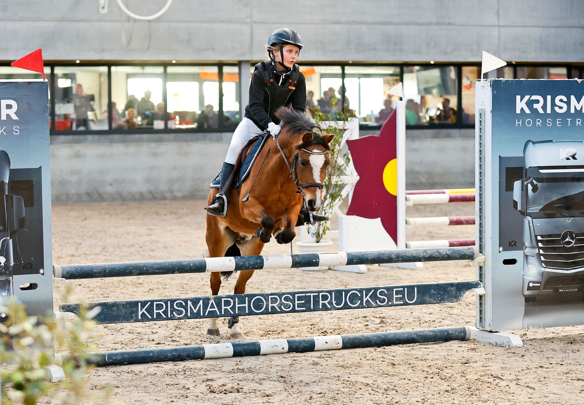 bwp allround-pony merrie 12 years old bruin for sale - Photo 3
