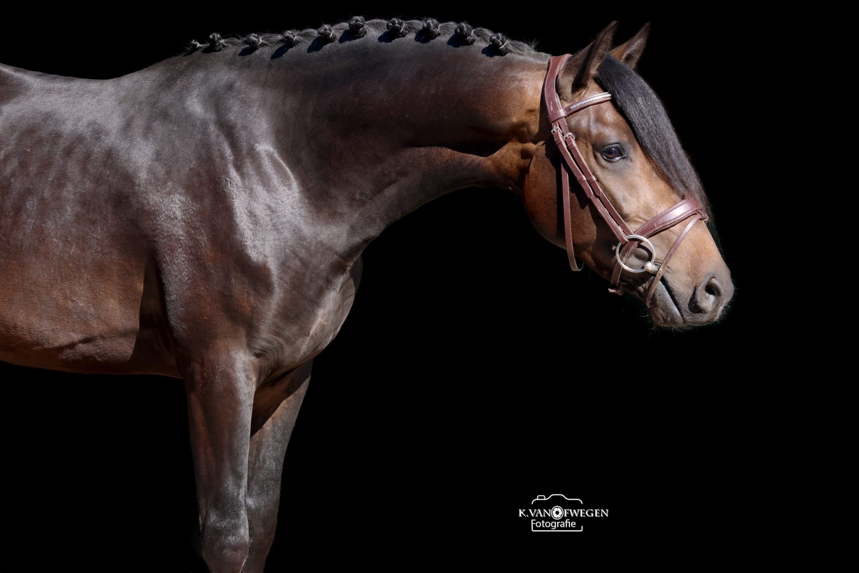 All-rounder pony for sale