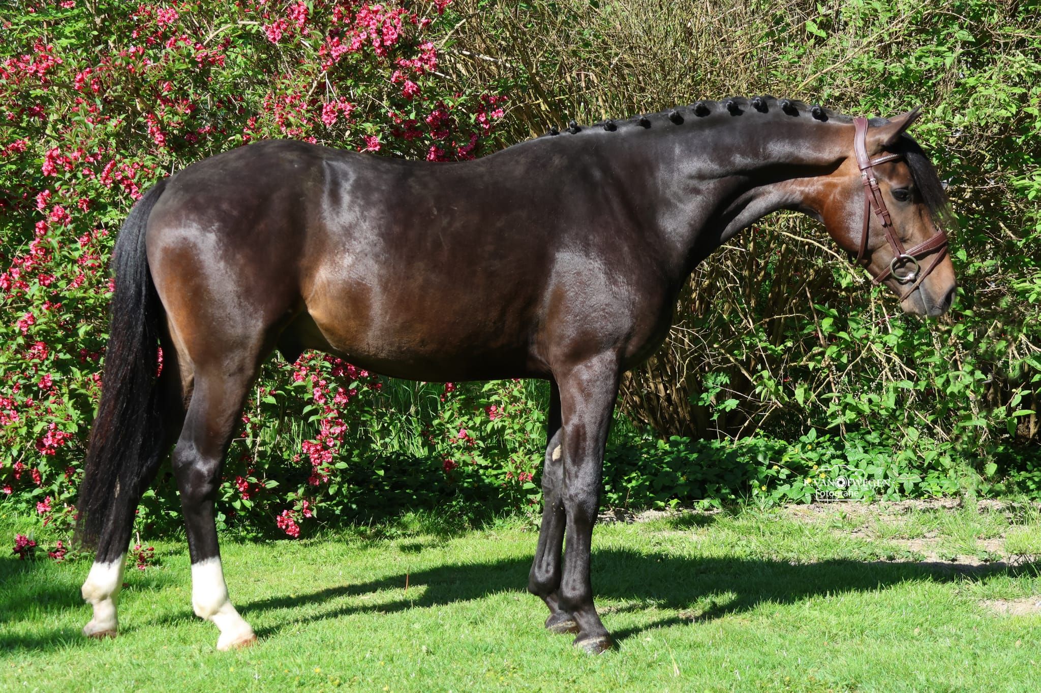 new-forest allround-pony ruin 3 years old donkerbruin for sale - Photo 4