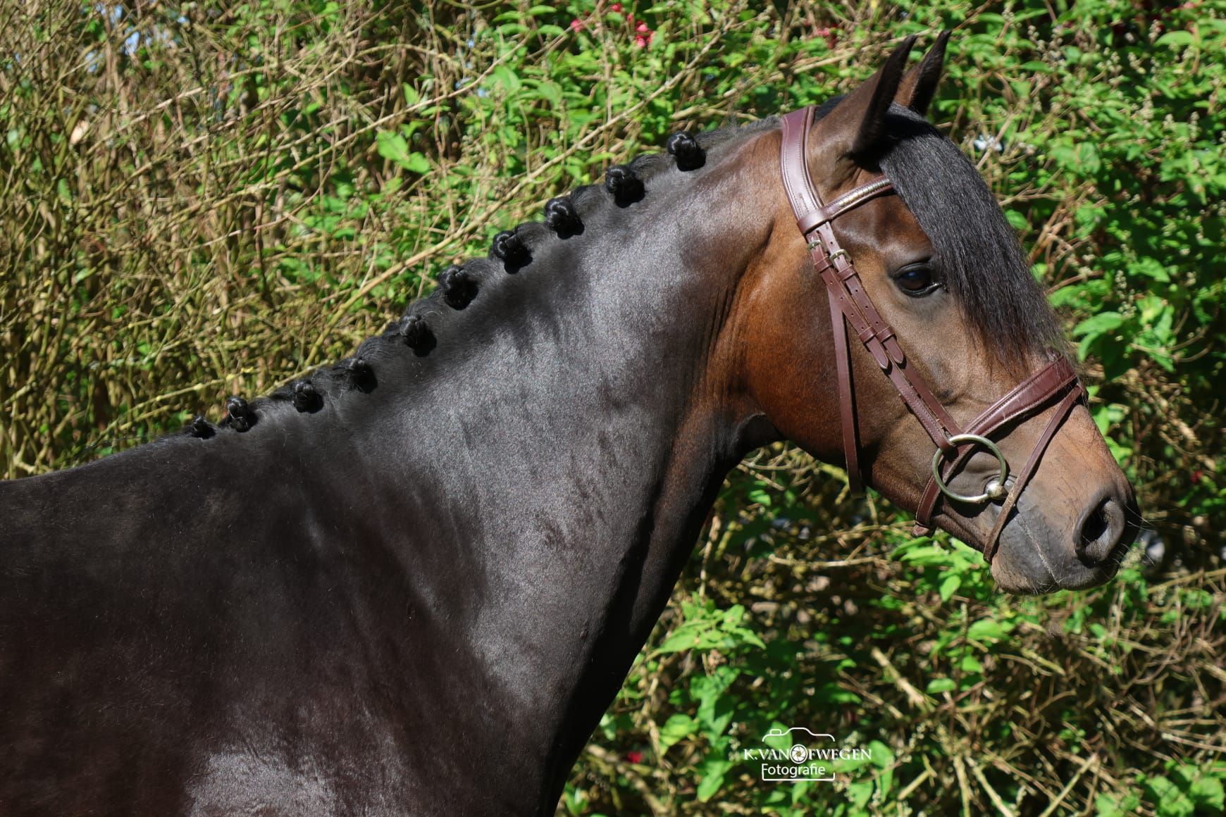 new-forest allround-pony ruin 3 years old donkerbruin for sale - Photo 5