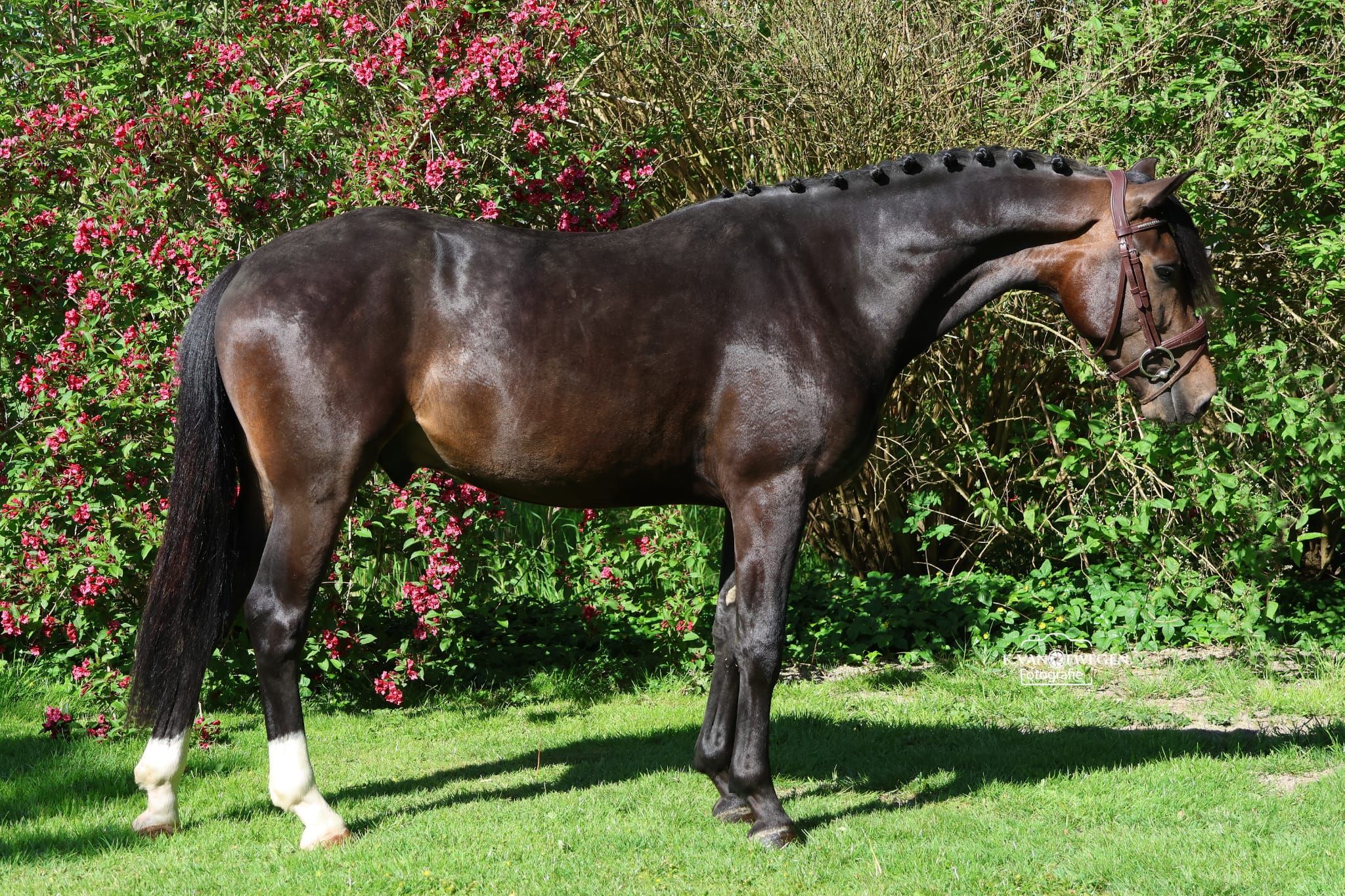 new-forest allround-pony ruin 3 years old donkerbruin for sale - Photo 3
