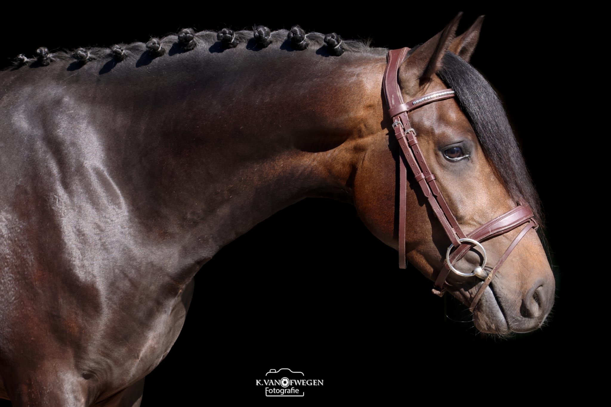 new-forest allround-pony ruin 3 years old donkerbruin for sale - Photo 2