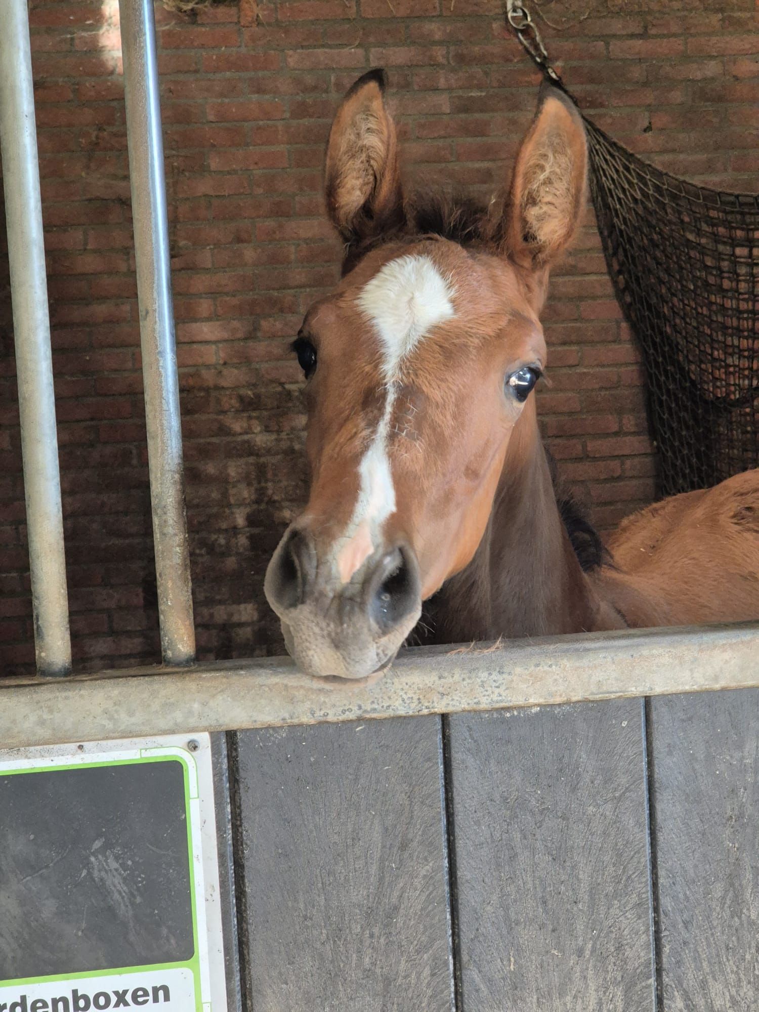 kwpn springpaard hengst 0 years old bruin for sale - Photo 4