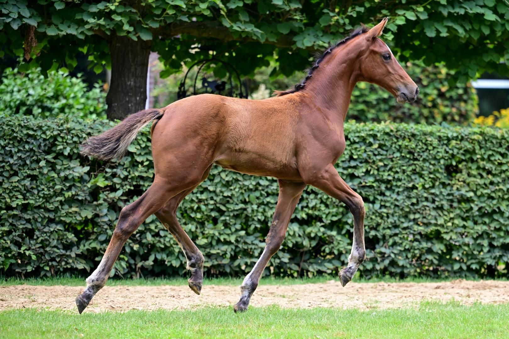 kwpn springpaard hengst 0 years old bruin for sale - Photo 3