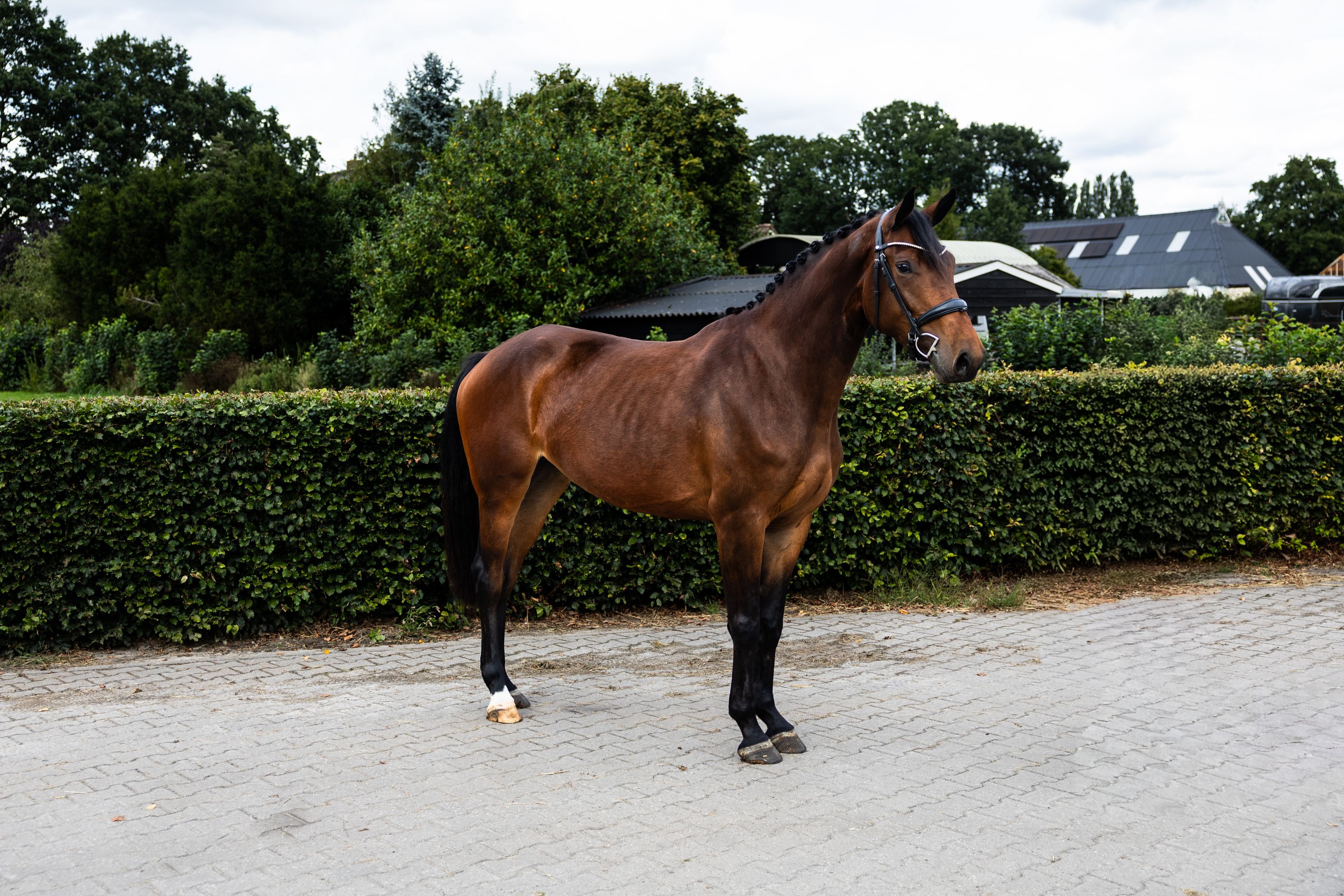 kwpn springpaard merrie 3 years old donkerbruin for sale - Photo 2