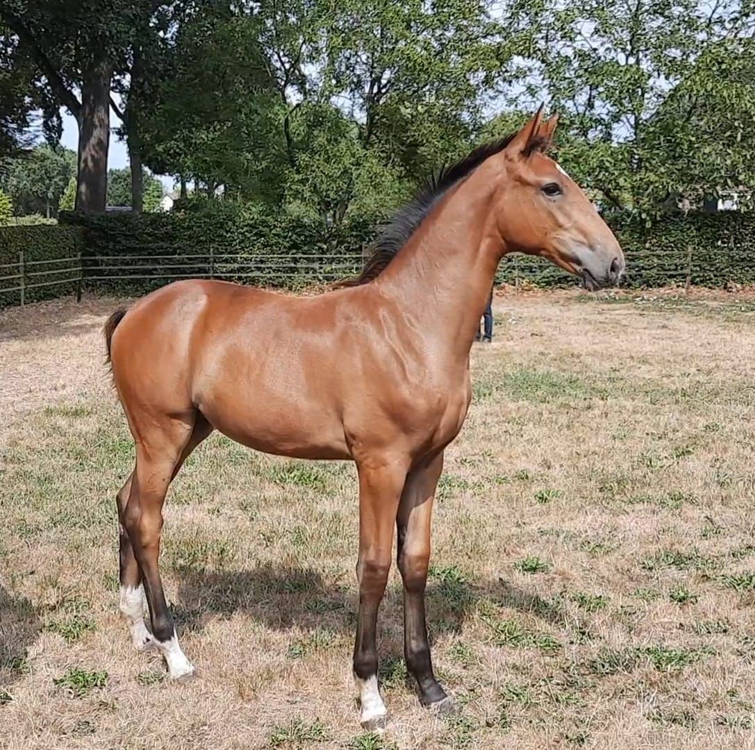 hoppeføl e. comthago x plot blue
