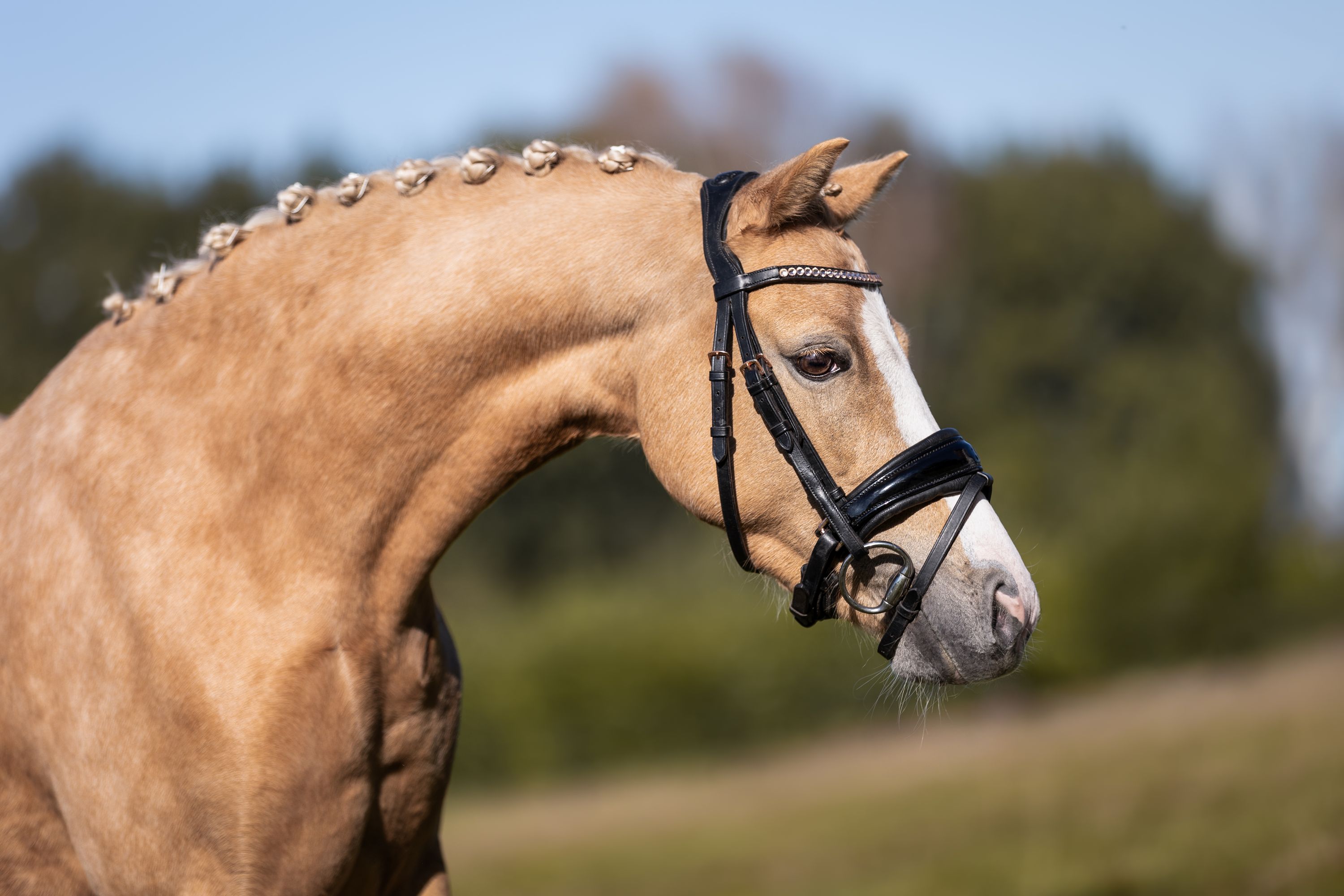 welsh dressuurpony merrie 6 anos palomino à venda - Foto 2