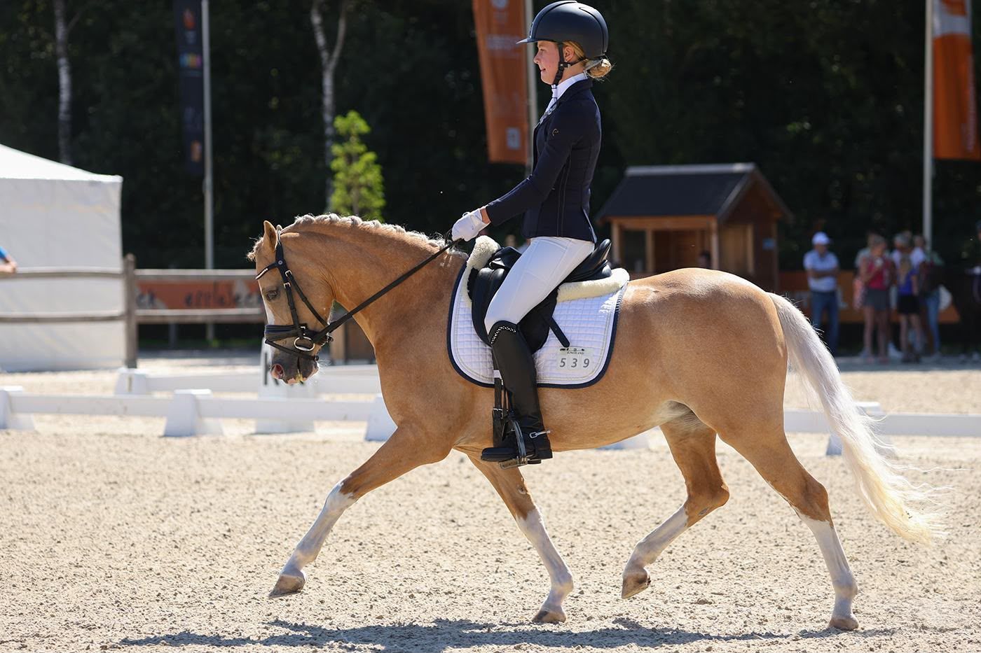 welsh dressuurpony merrie 6 anos palomino à venda - Foto 4
