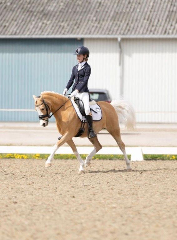 welsh dressuurpony merrie 6 anos palomino à venda - Foto 3