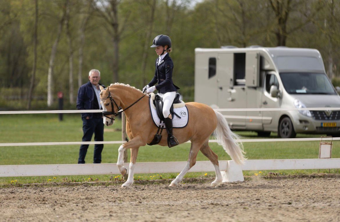 welsh dressuurpony merrie 6 anos palomino à venda - Foto 5