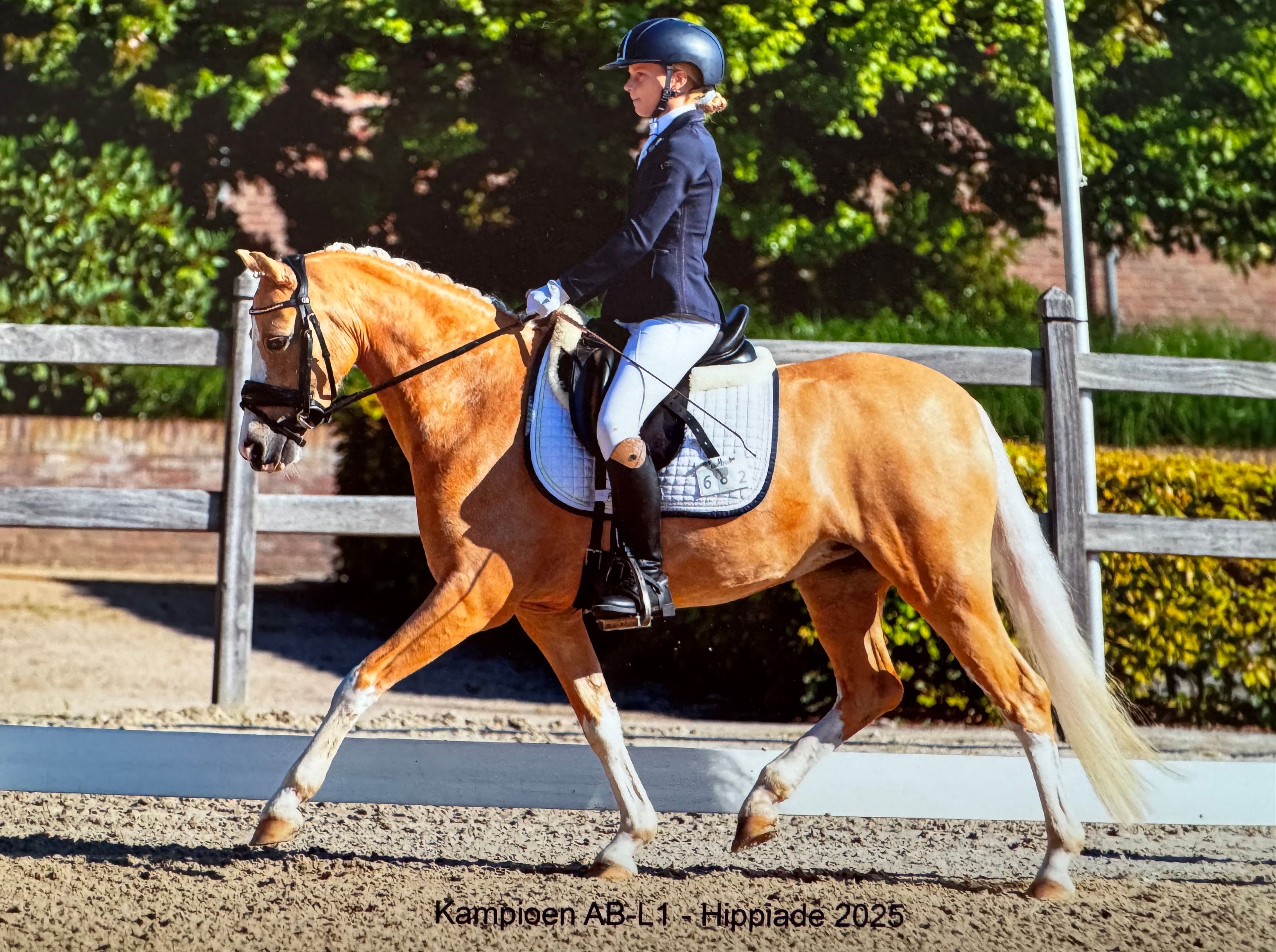 welsh dressuurpony merrie 6 anos palomino à venda - Foto 6