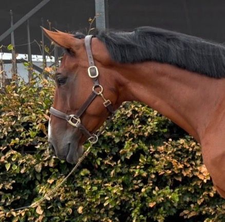 zangersheide springpaard ruin 5 years old bruin for sale - Photo 2