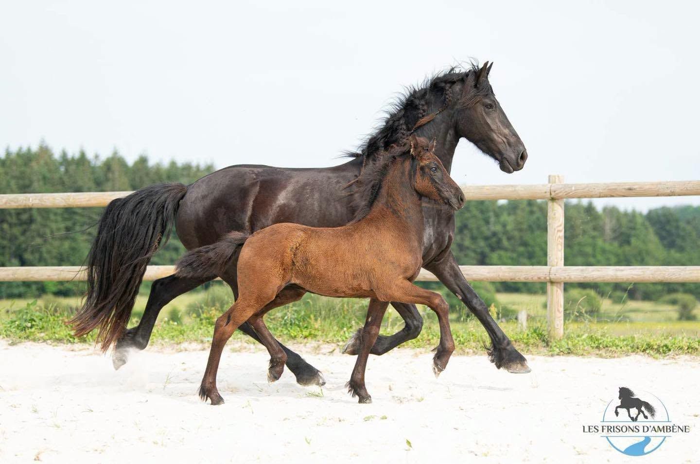 allround-fries merrie 7 ans zwart à vendre - Photo 4