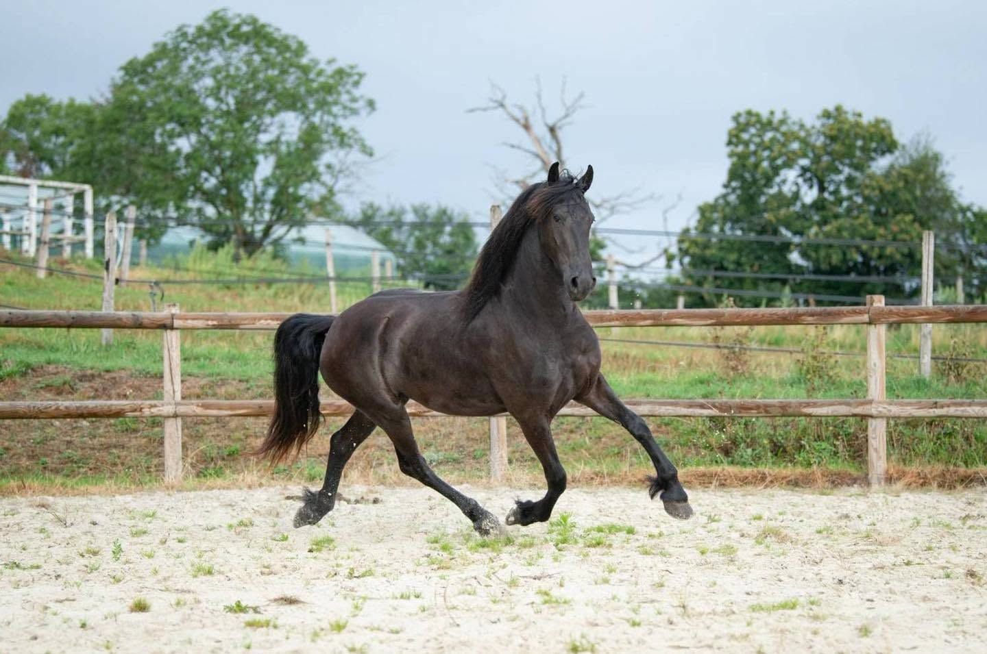 LIEFKE – JUMENT FRISONNE STER D’EXCEPTION 🖤