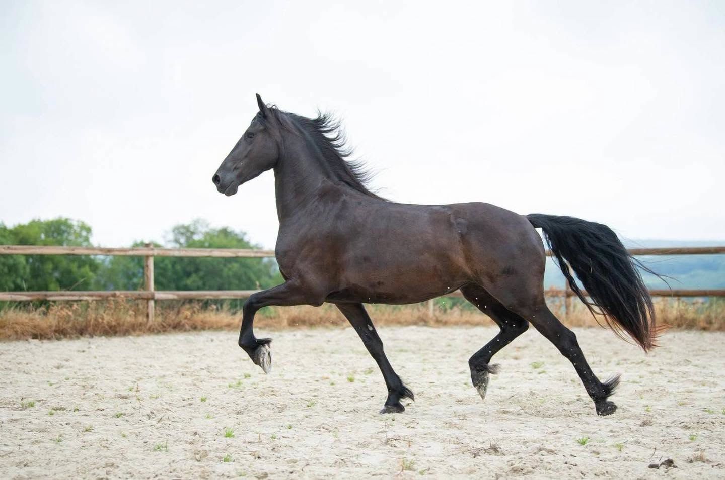 allround-fries merrie 7 ans zwart à vendre - Photo 3