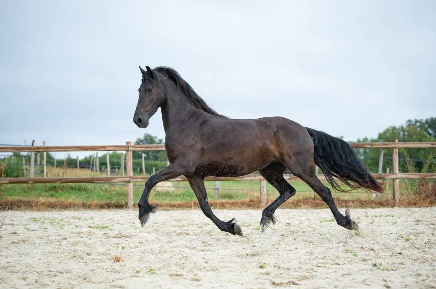 allround-fries merrie 7 ans zwart à vendre - Photo 2