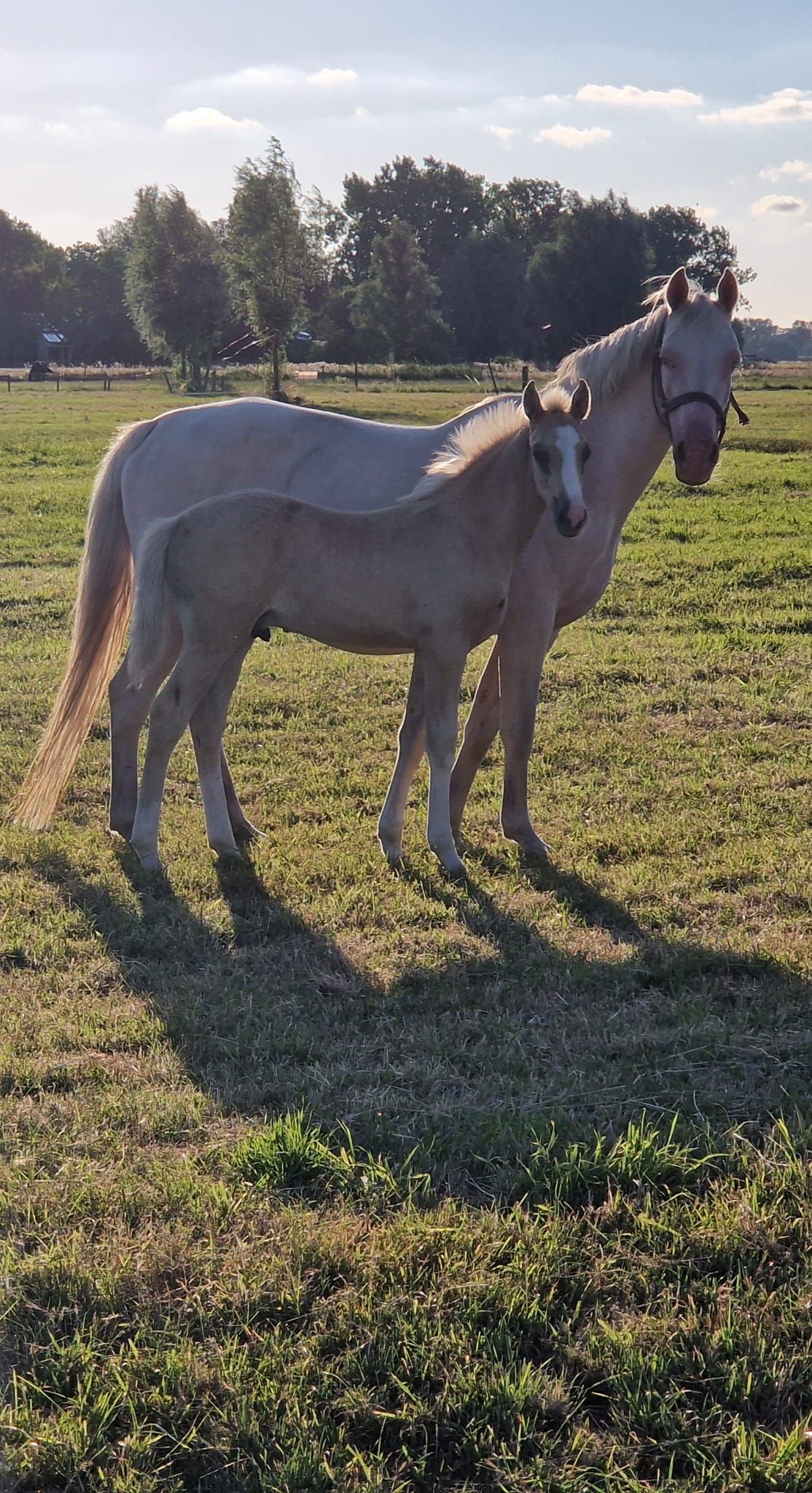 nrps allround-pony 0 jaar te koop - Foto 2