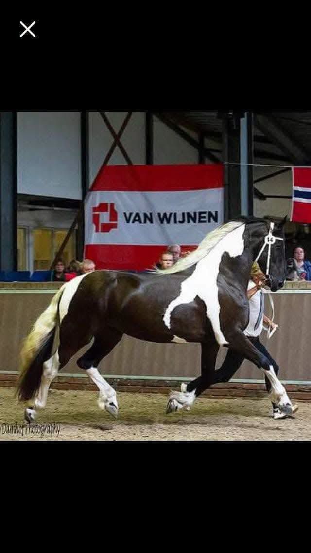 🖤FELICIA ANGEL VAN LYTS 🖤 Jument Barockpinto STER 1ère Prime – 11 ans – 1m70