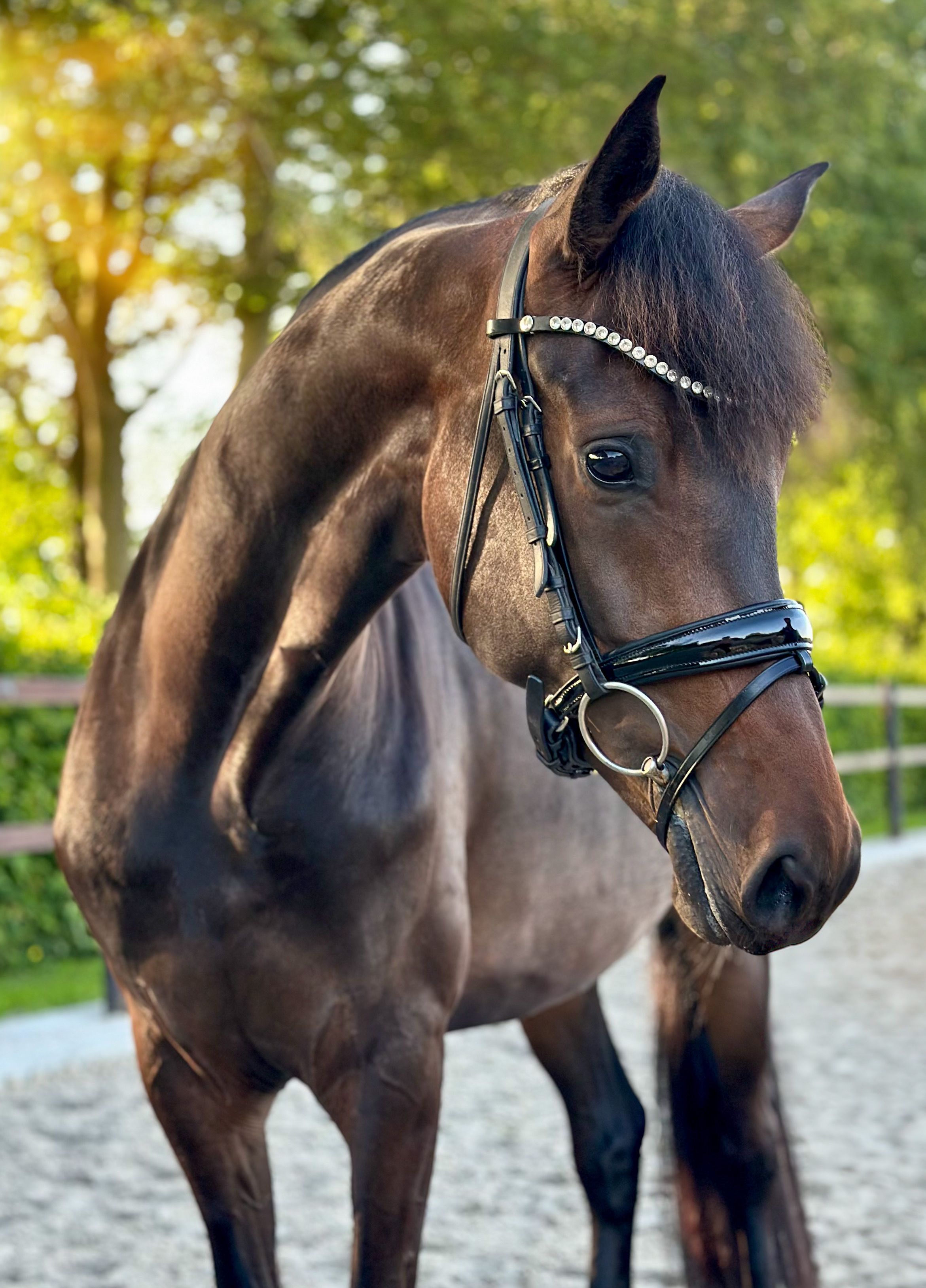 KWPN dressuurpaard Merrie 4 años Donkerbruin en venta - Foto 2
