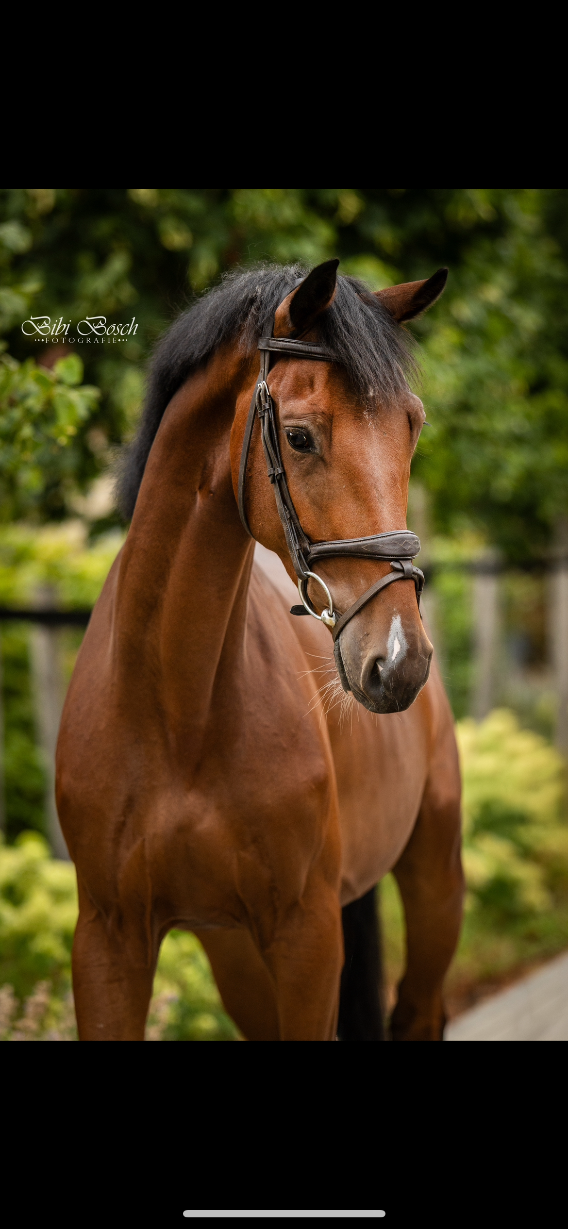 kwpn springpaard ruin 3 anos bruin à venda - Foto 2