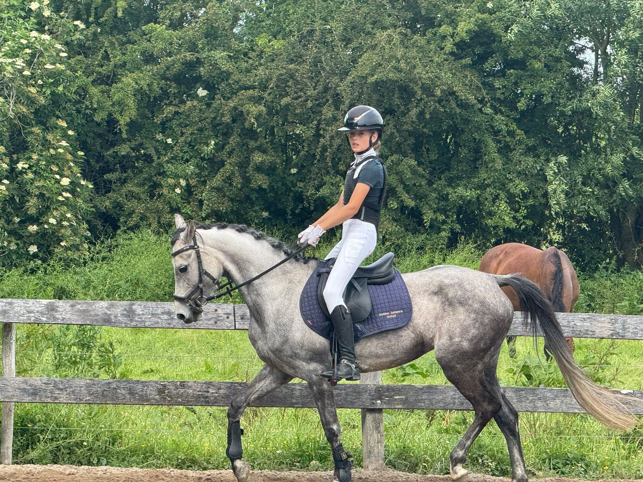 nrps allround-pony merrie 7 سنوات schimmel للبيع - صورة 4