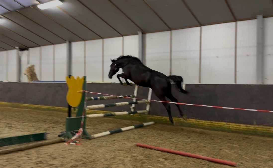 kwpn springpaard merrie 0 years old donkerbruin for sale - Photo 6
