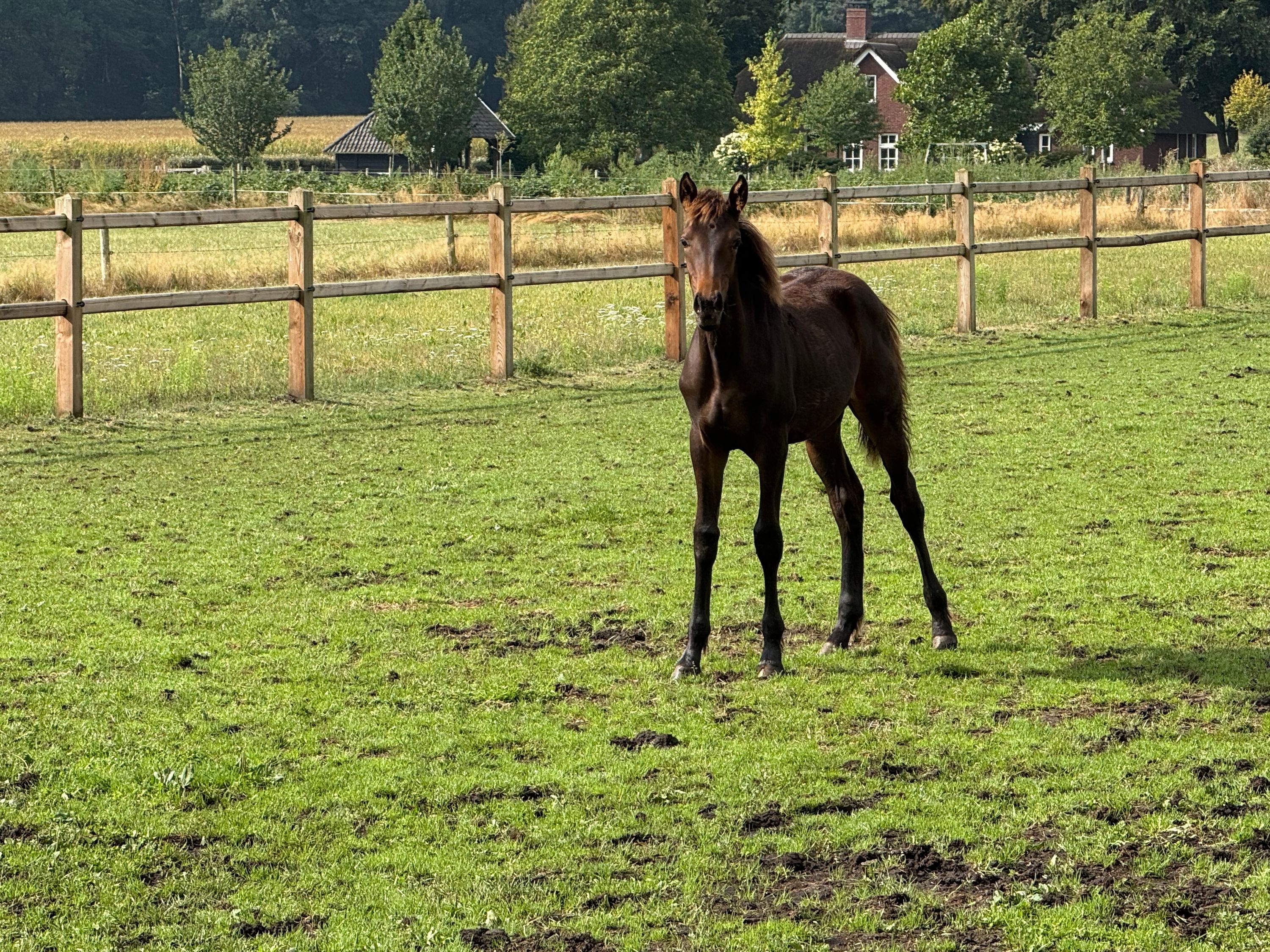 kwpn springpaard merrie 0 years old donkerbruin for sale - Photo 4