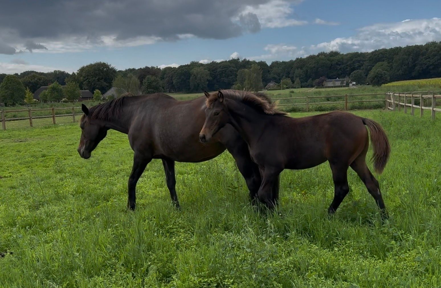 kwpn springpaard merrie 0 years old donkerbruin for sale - Photo 2