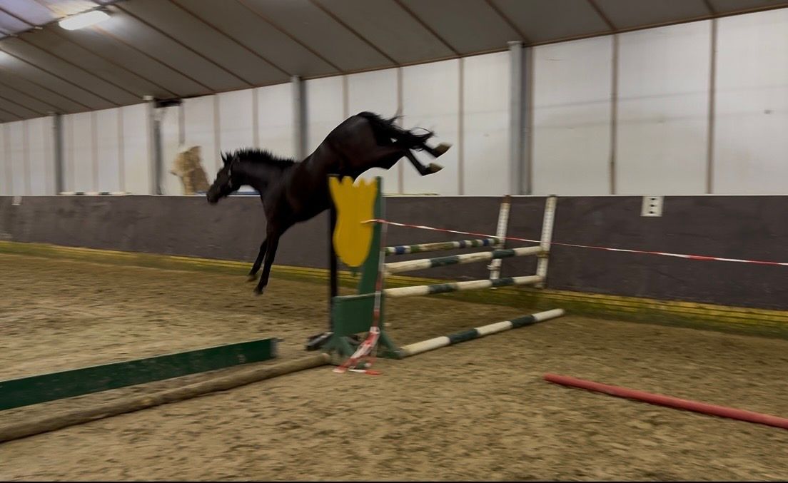 kwpn springpaard merrie 0 years old donkerbruin for sale - Photo 5