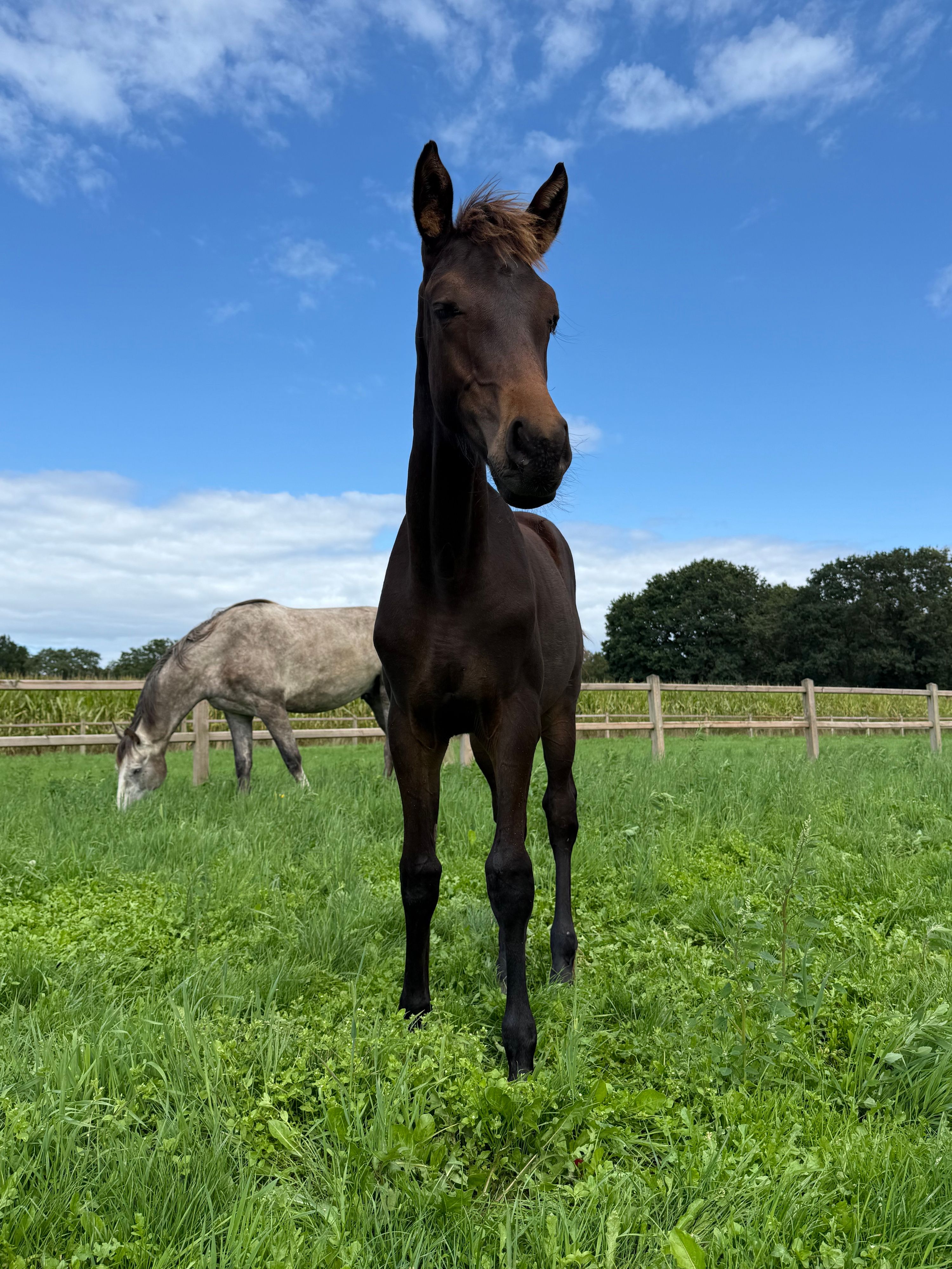 kwpn springpaard merrie 0 years old donkerbruin for sale - Photo 3