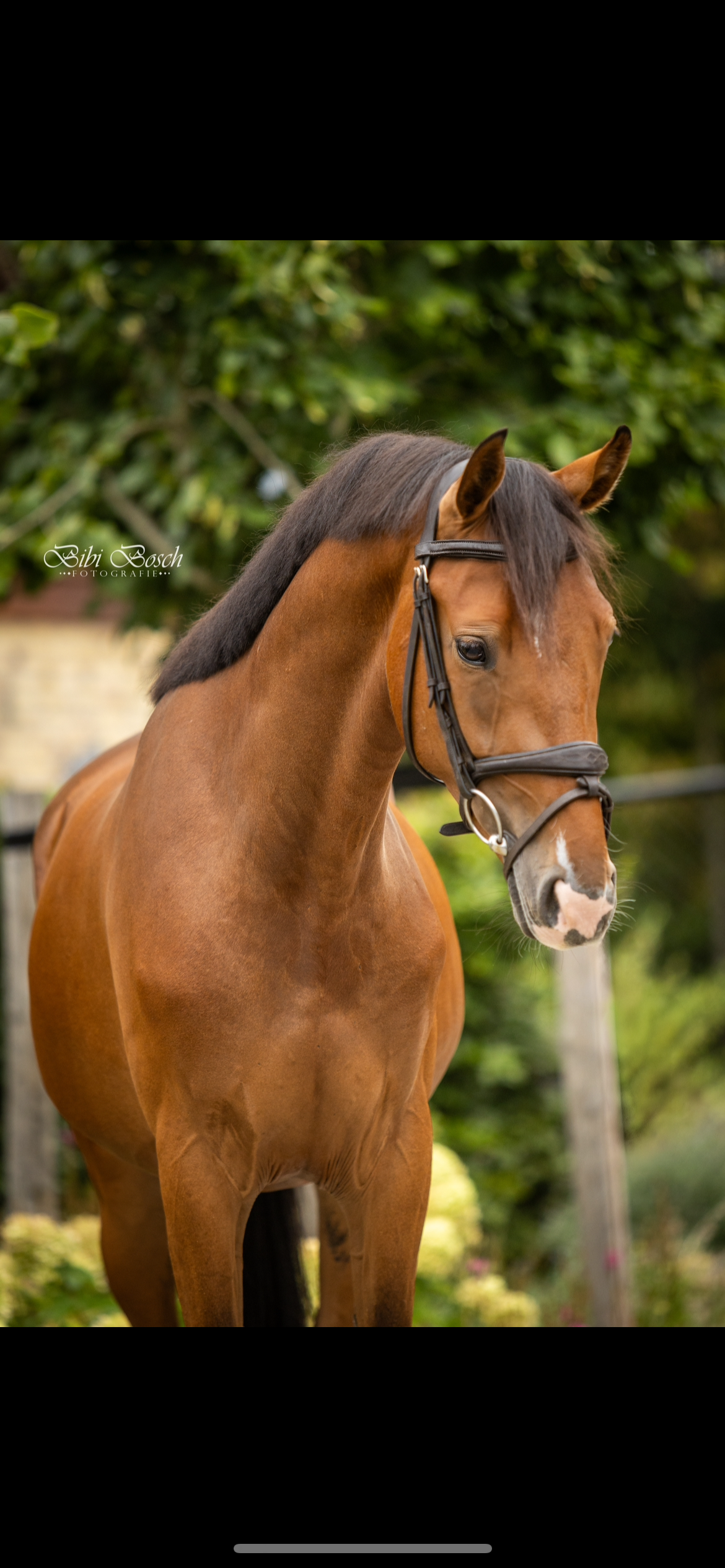 kwpn springpaard ruin 3 years old bruin for sale - Photo 2