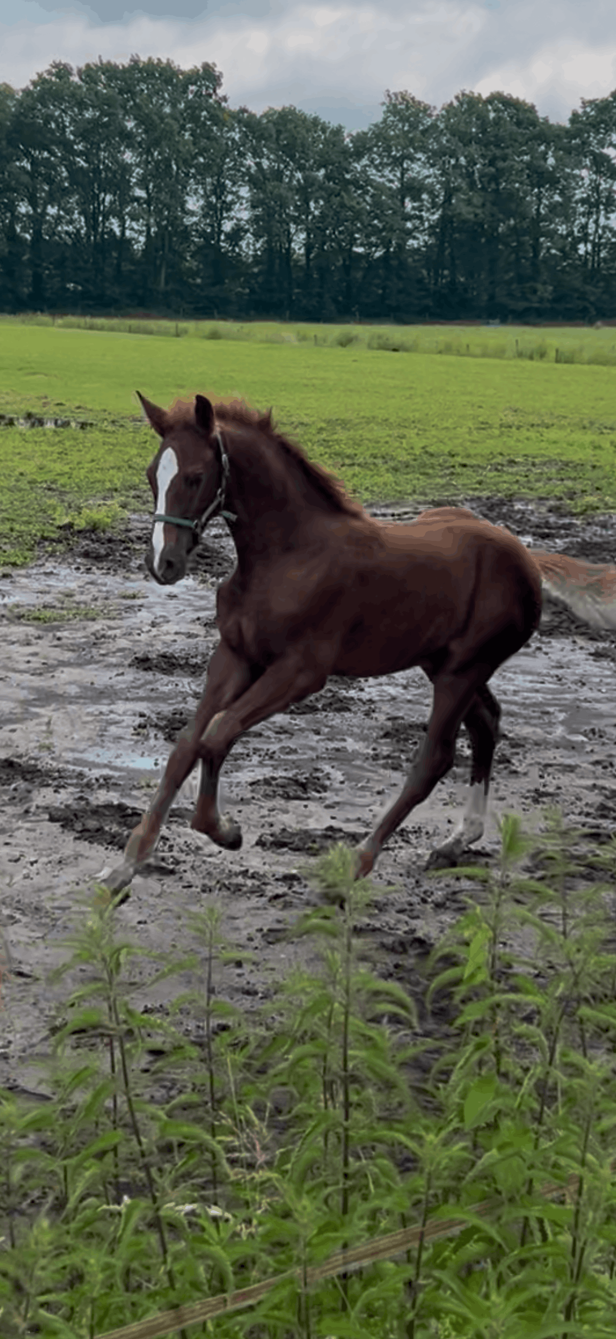 Striking colt by Conthalou PS