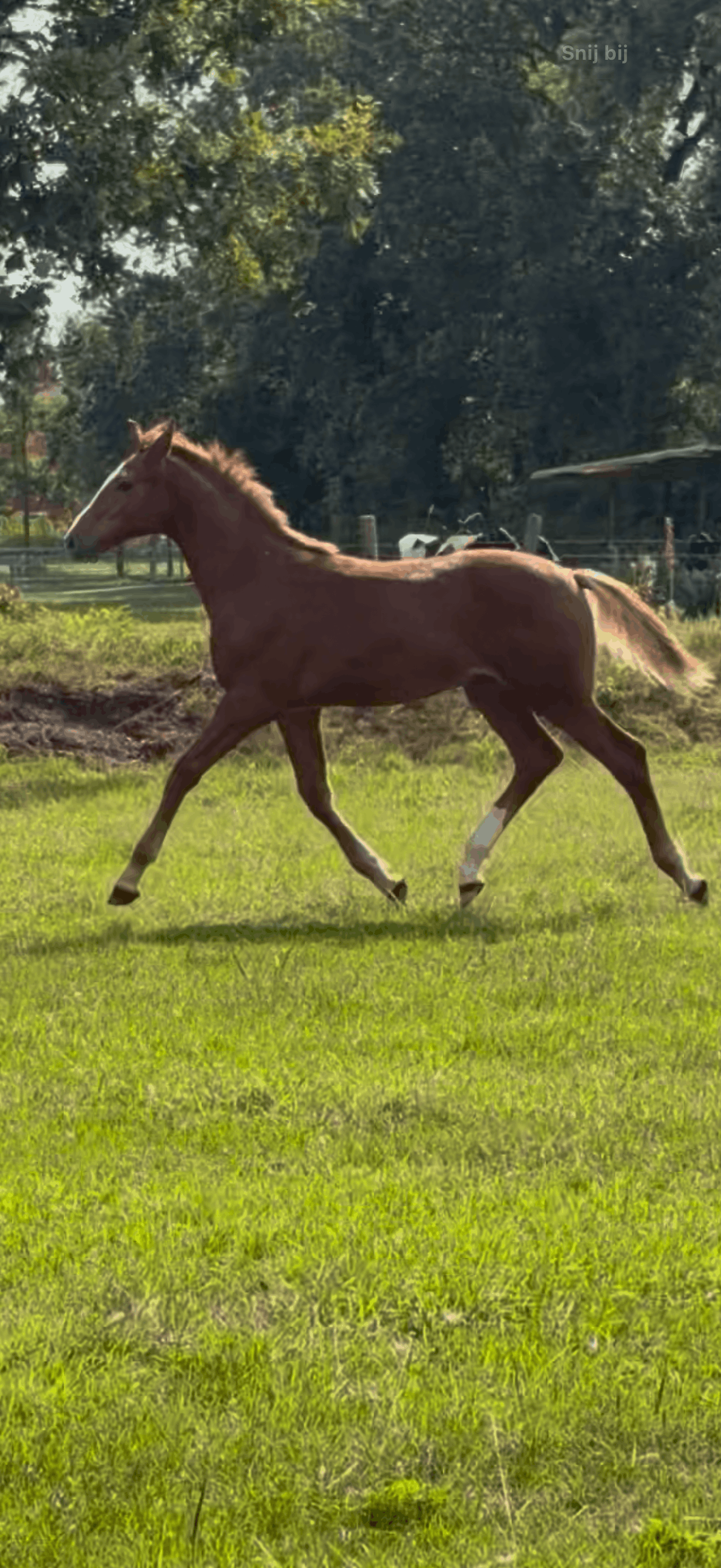 kwpn springpaard hengst 0 years old vos for sale - Photo 4
