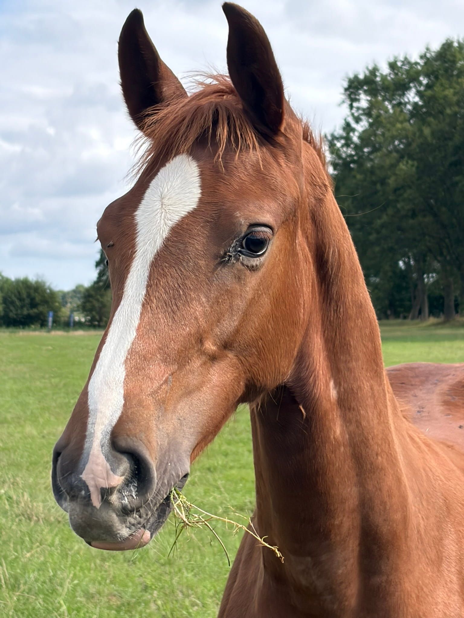 kwpn springpaard hengst 0 years old vos for sale - Photo 2