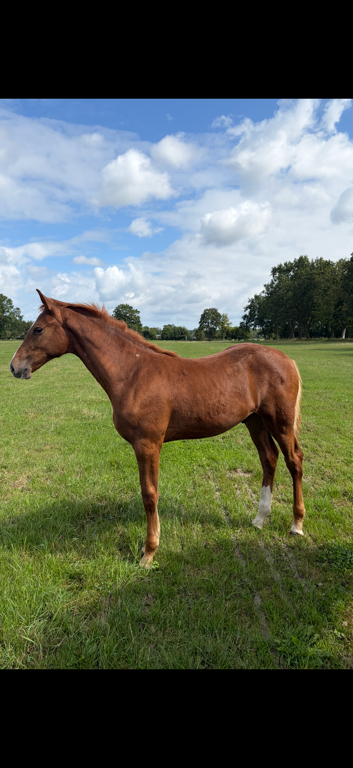 kwpn springpaard hengst 0 years old vos for sale - Photo 5