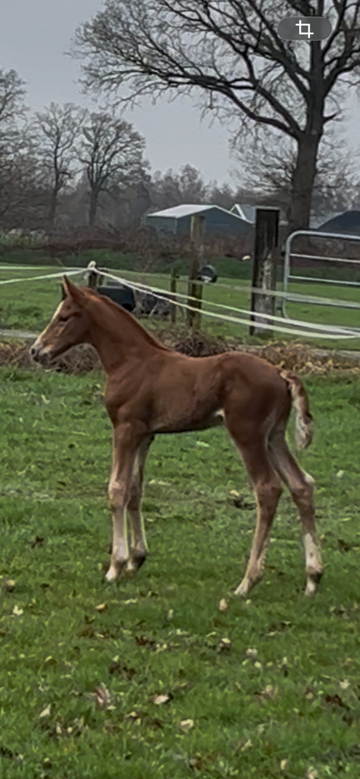 kwpn springpaard hengst 0 years old vos for sale - Photo 6