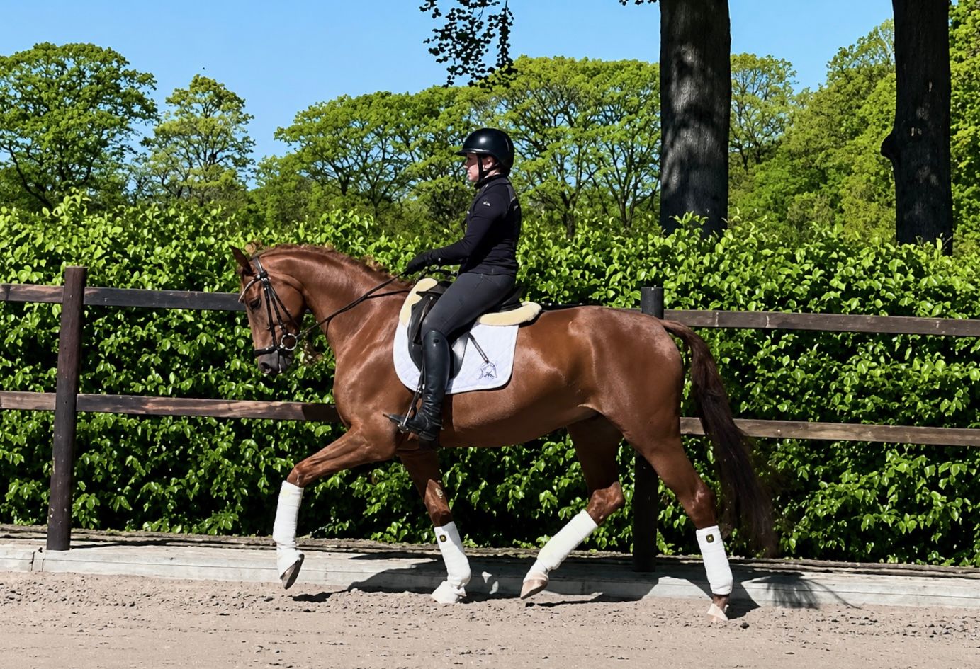 kwpn dressuurpaard merrie 6 años vos en venta - Foto 2
