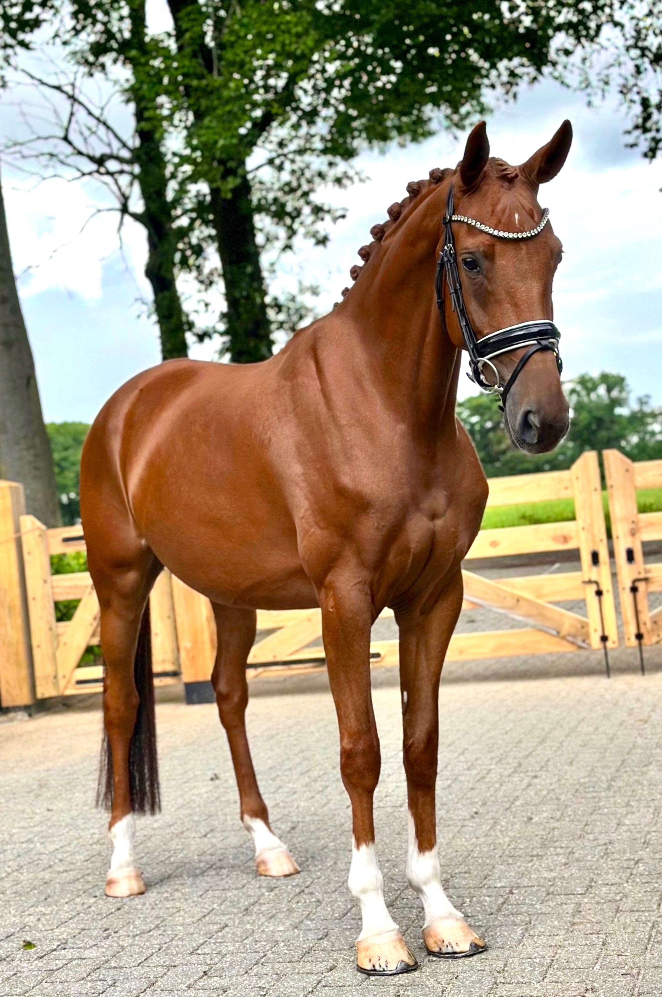 kwpn dressuurpaard merrie 6 años vos en venta - Foto 4
