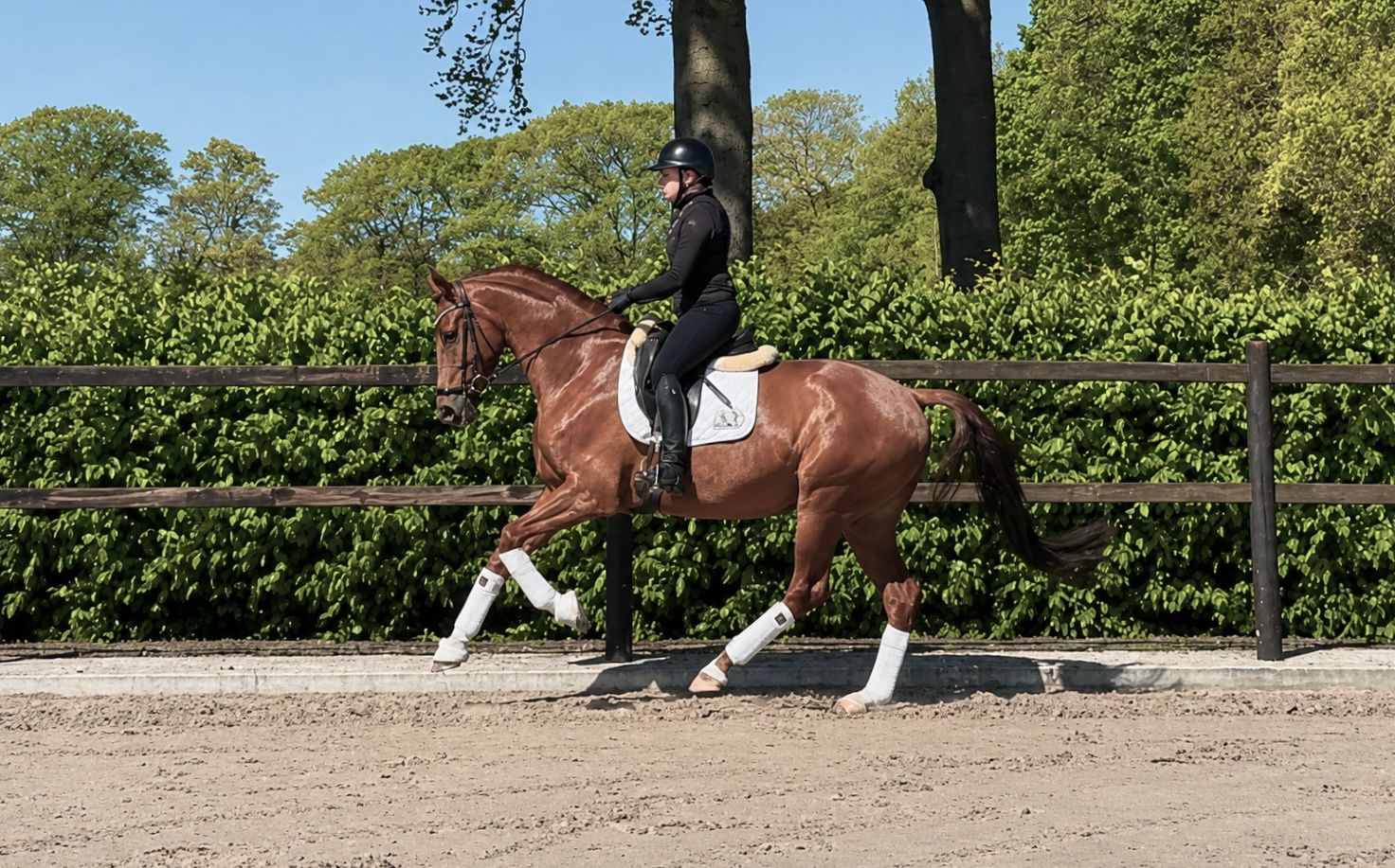 kwpn dressuurpaard merrie 6 años vos en venta - Foto 3