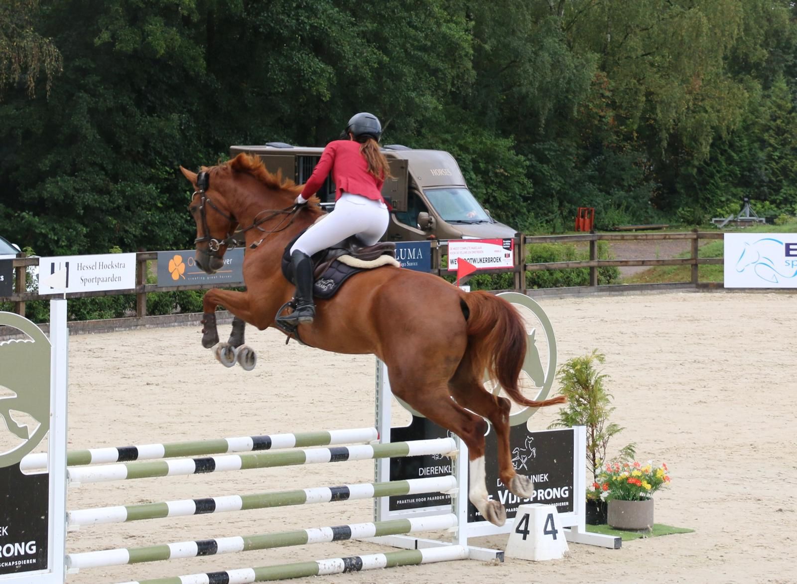 kwpn dressuurpaard ruin 4 anni vos in vendita - Foto principale