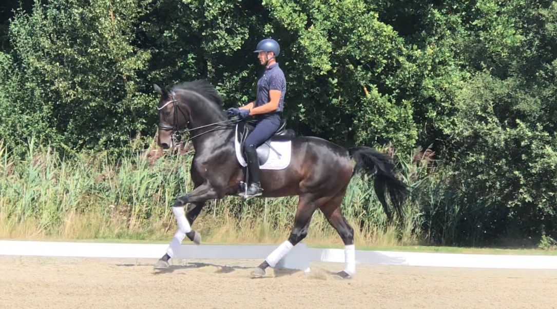 Talented 11yo gelding