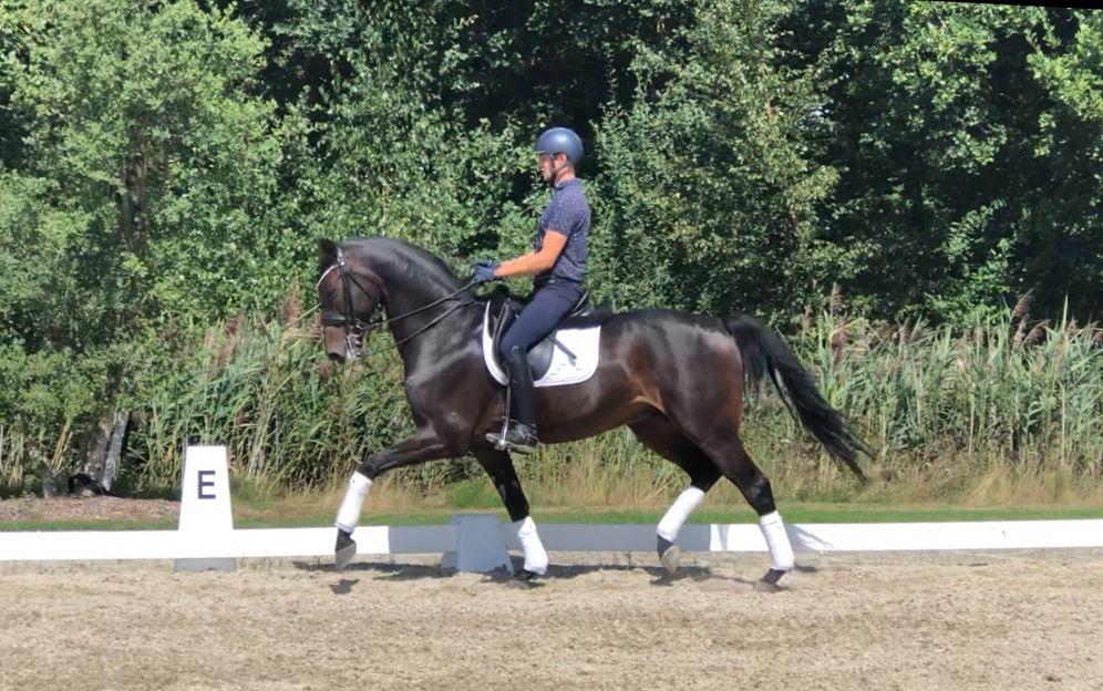 dressuurpaard ruin 11 سنوات donkerbruin للبيع - صورة 2