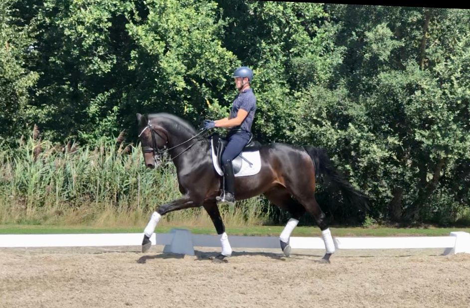 dressuurpaard ruin 11 سنوات donkerbruin للبيع - صورة 3