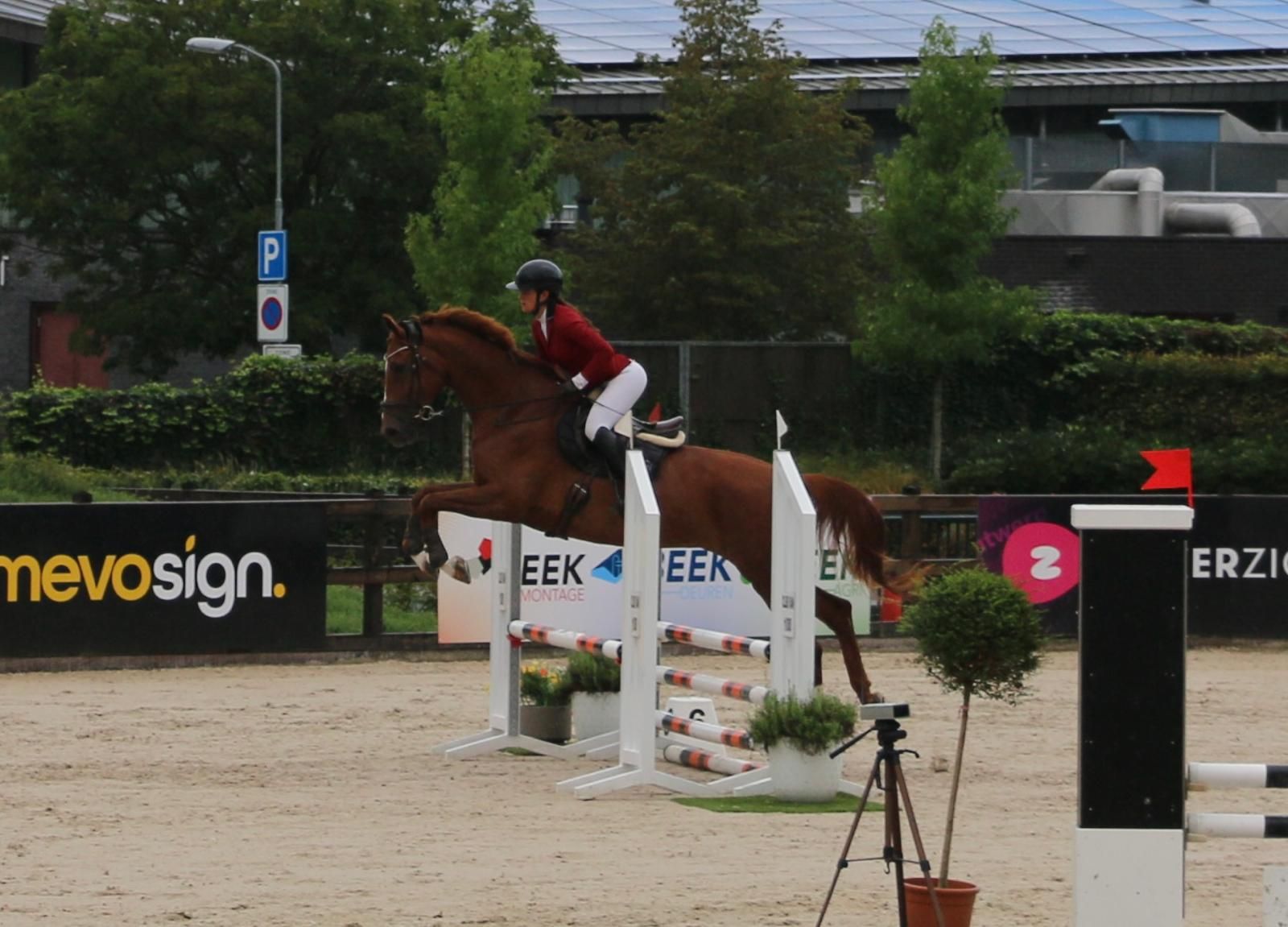 kwpn dressuurpaard ruin 4 anni vos in vendita - Foto 2