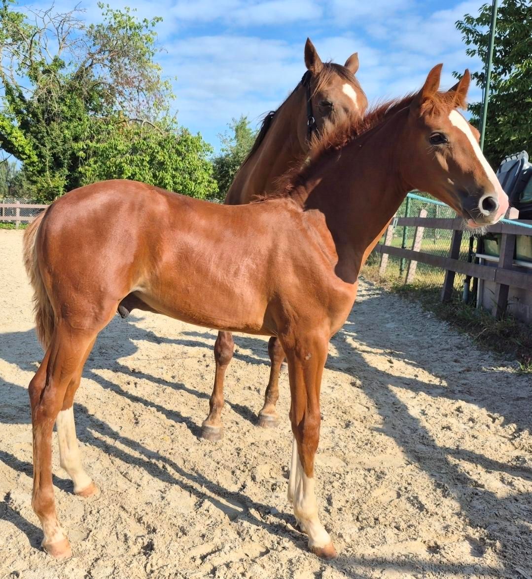 kwpn springpaard hengst 0 سنوات vos للبيع - صورة 2