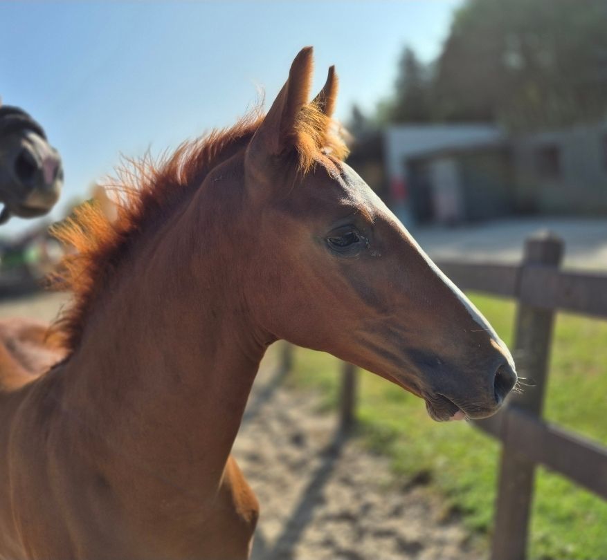 kwpn springpaard hengst 0 سنوات vos للبيع - صورة 3