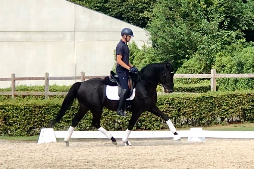 Talented 4yo black stallion