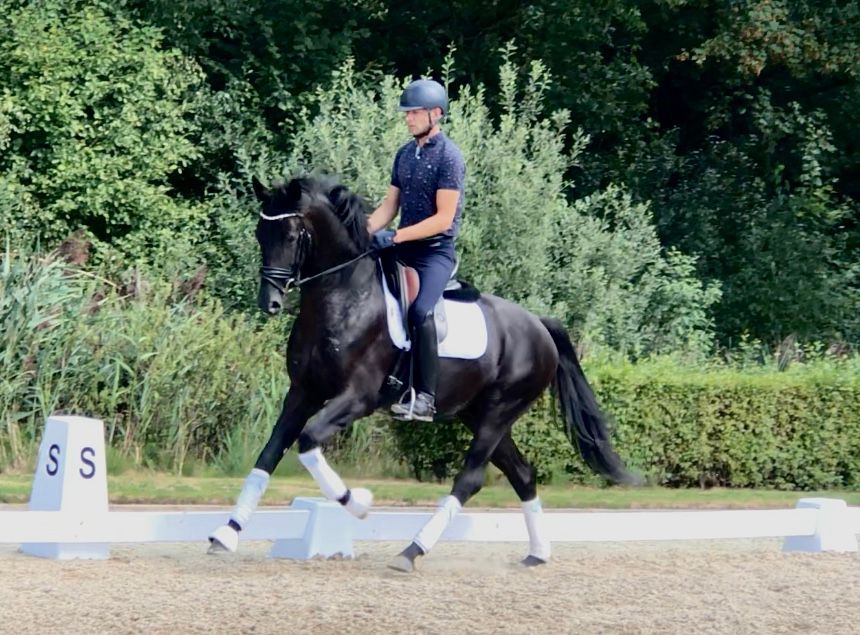oldenburg dressuurpaard hengst 4 let zwart na prodej - Foto 3