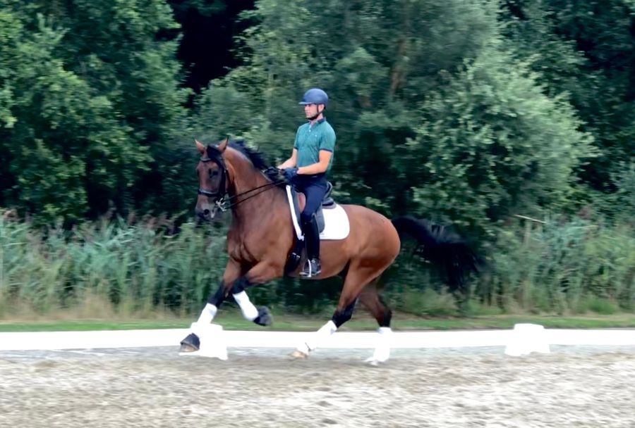 10-year-old gelding at Z level